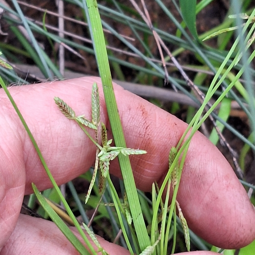 Image of Cyperus aquatilis by (c) Greg Tasney, some rights reserved (CC BY-SA)
