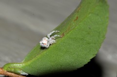 Ordgarius magnificus