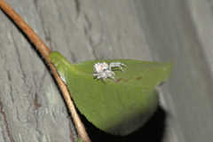 Ordgarius magnificus