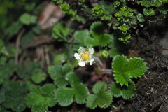 Fragaria hayatae