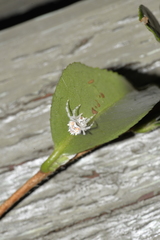 Ordgarius magnificus