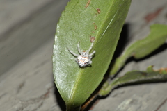 Ordgarius magnificus