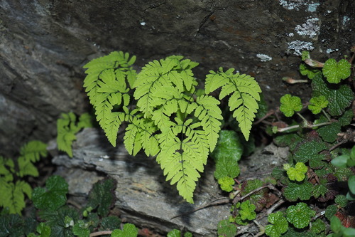 Image of Gymnocarpium Remotipinnatum (Gymnocarpium remotipinnatum) by (c) Cynthia Su, some rights reserved (CC BY)