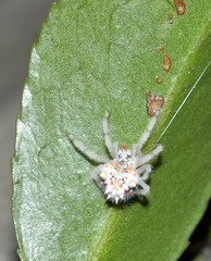 Ordgarius magnificus