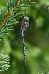 Aeshna interrupta interrupta