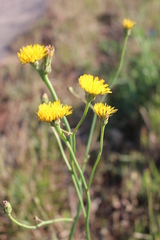 Hypochaeris radicata