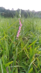 Spiranthes sinensis