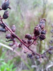 Tylostigma nigrescens image