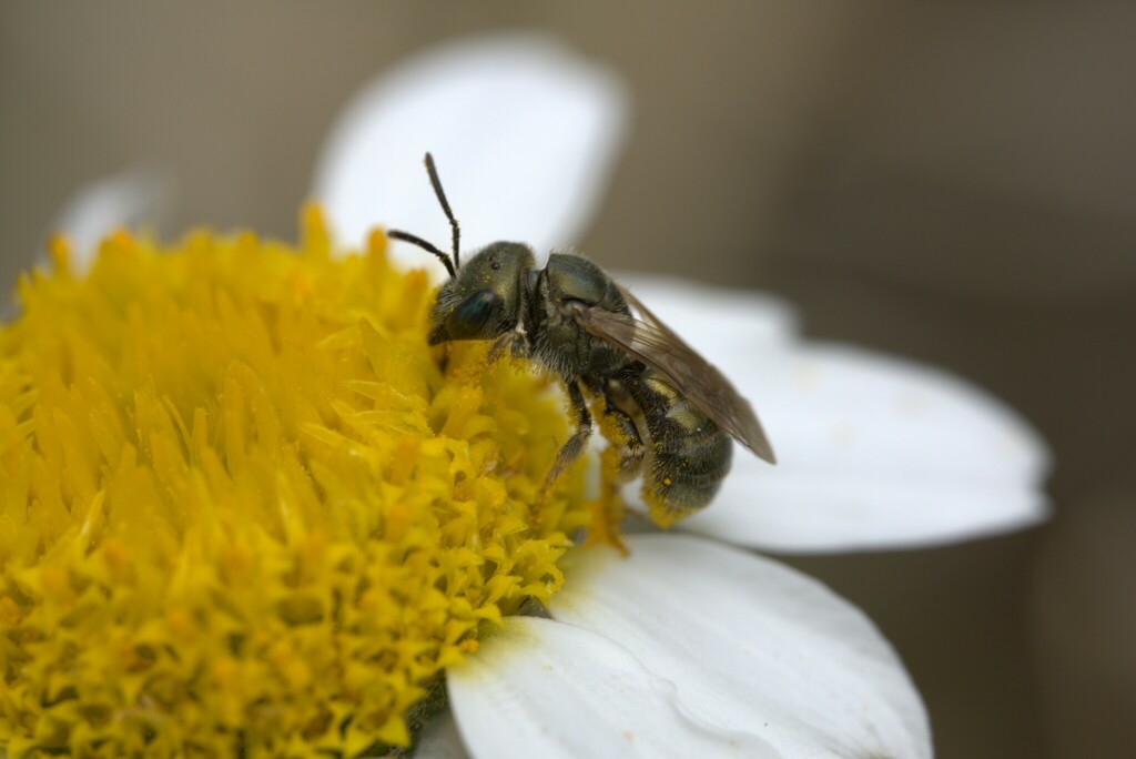 Halictus gemmeus