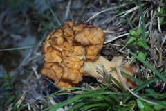 Morchellaceae