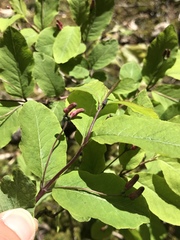 Lonicera nigra