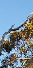 Eucalyptus leucoxylon leucoxylon