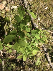 Lonicera nigra