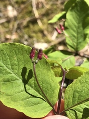 Lonicera nigra