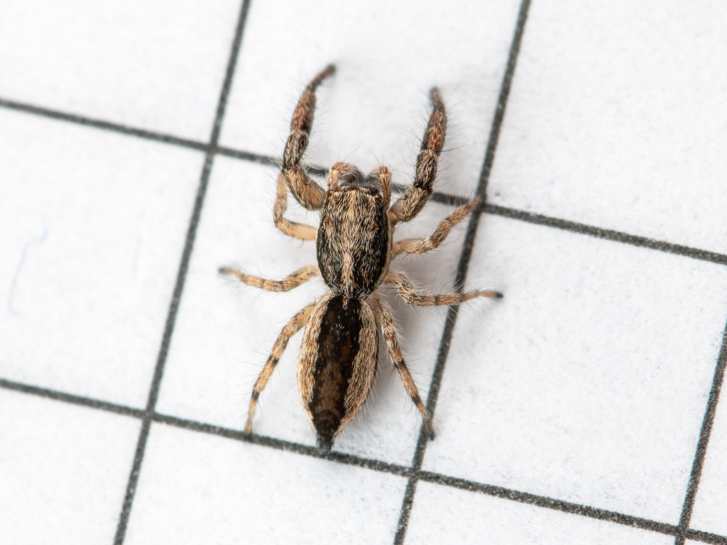 Pseudicius courtauldi