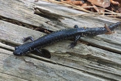 Plethodon chlorobryonis