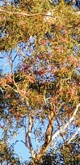 Eucalyptus leucoxylon leucoxylon