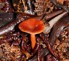 Lactarius eucalypti
