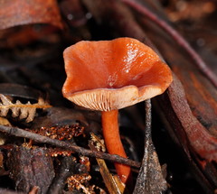 Lactarius eucalypti