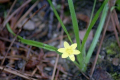 Hypoxis hirsuta