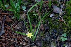 Hypoxis hirsuta