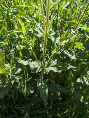 Image of Salvia deserta by (c) Islam Galymzhanov, some rights reserved (CC BY)