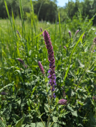 Image of Salvia deserta by (c) Islam Galymzhanov, some rights reserved (CC BY)