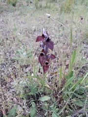 Bilamellaria