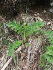 Cirsium kamtschaticum