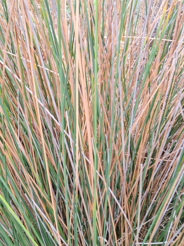 Image of Juncus sarophorus by (c) Oscar Dove, some rights reserved (CC BY)