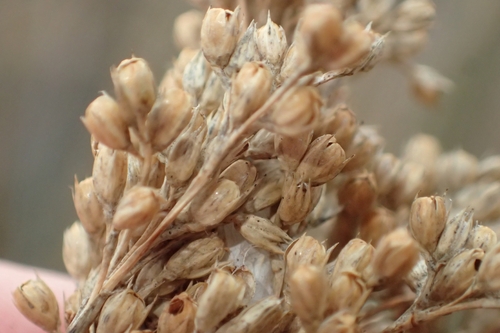 Image of Juncus sarophorus by (c) Oscar Dove, some rights reserved (CC BY)