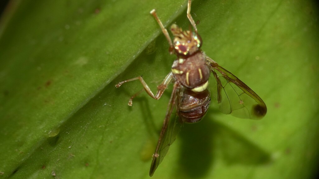 Zeugodacus watersi
