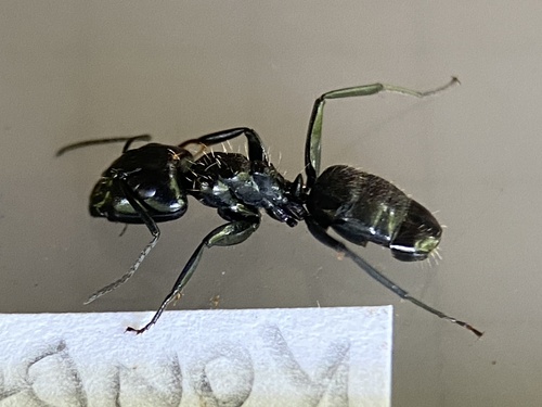Camponotus oculatior