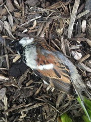 Passer domesticus