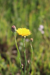 Hypochaeris radicata
