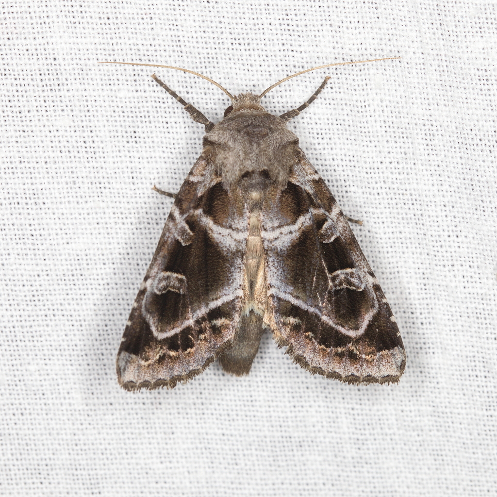 Sidemia bremeri