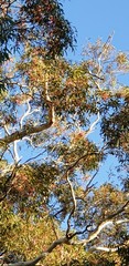 Eucalyptus leucoxylon leucoxylon