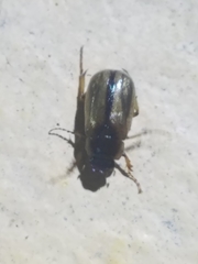 Phyllophaga bruneri