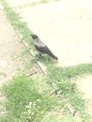 Corvus cornix