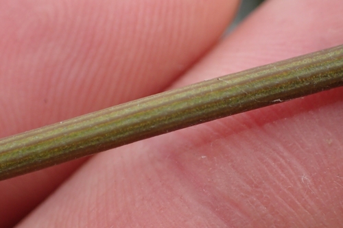 Image of Clematis afoliata by (c) Oscar Dove, some rights reserved (CC BY)