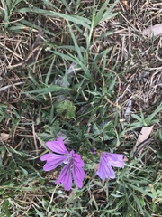 Malva sylvestris
