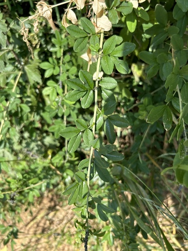Caragana sinica iNat (1)