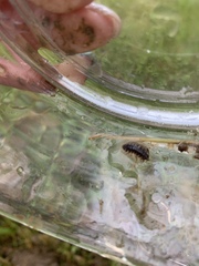 Armadillidium vulgare