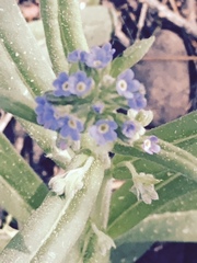 Hackelia velutina