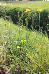 Hypochaeris radicata