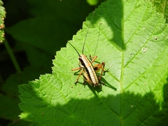 Eupholidoptera