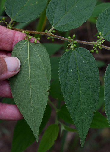 Trema tomentosum observed 2024-02-25