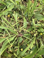 Plantago lanceolata