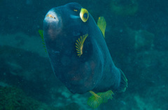 Eubalichthys bucephalus