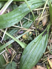 Armadillidium vulgare